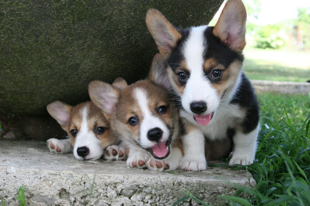 Three Corgi puppies outdoors.