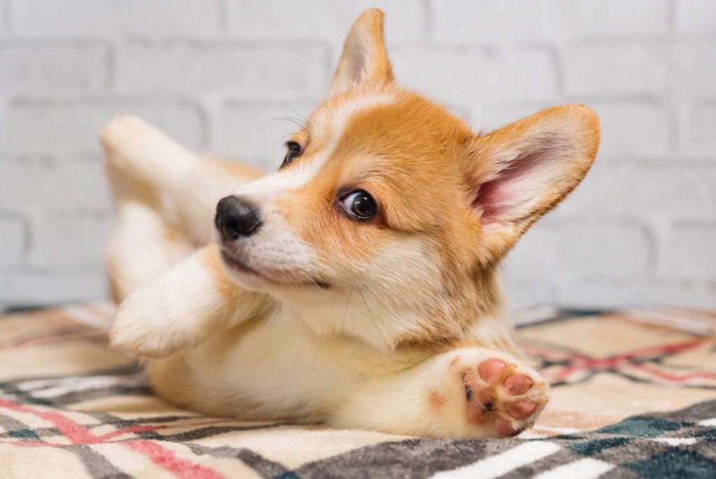 Corgi puppy lying on the floor.