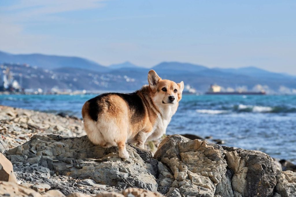 Pembroke Welsh Corgi standing along the sea coast.