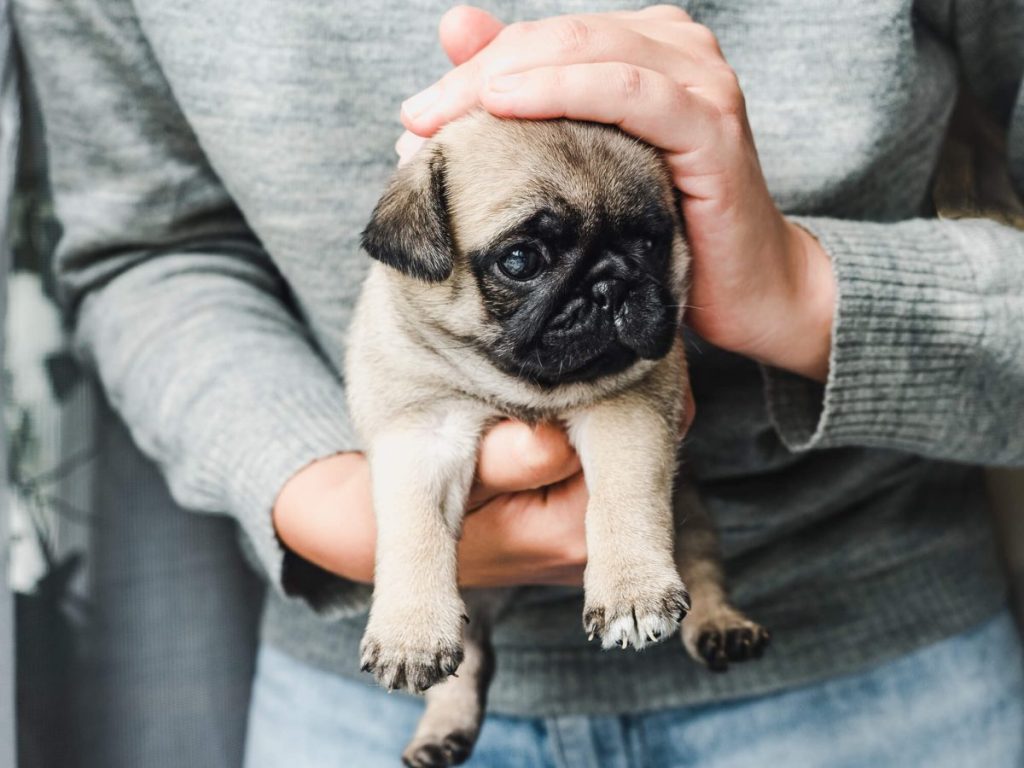 Human holding Pug puppy in palms.