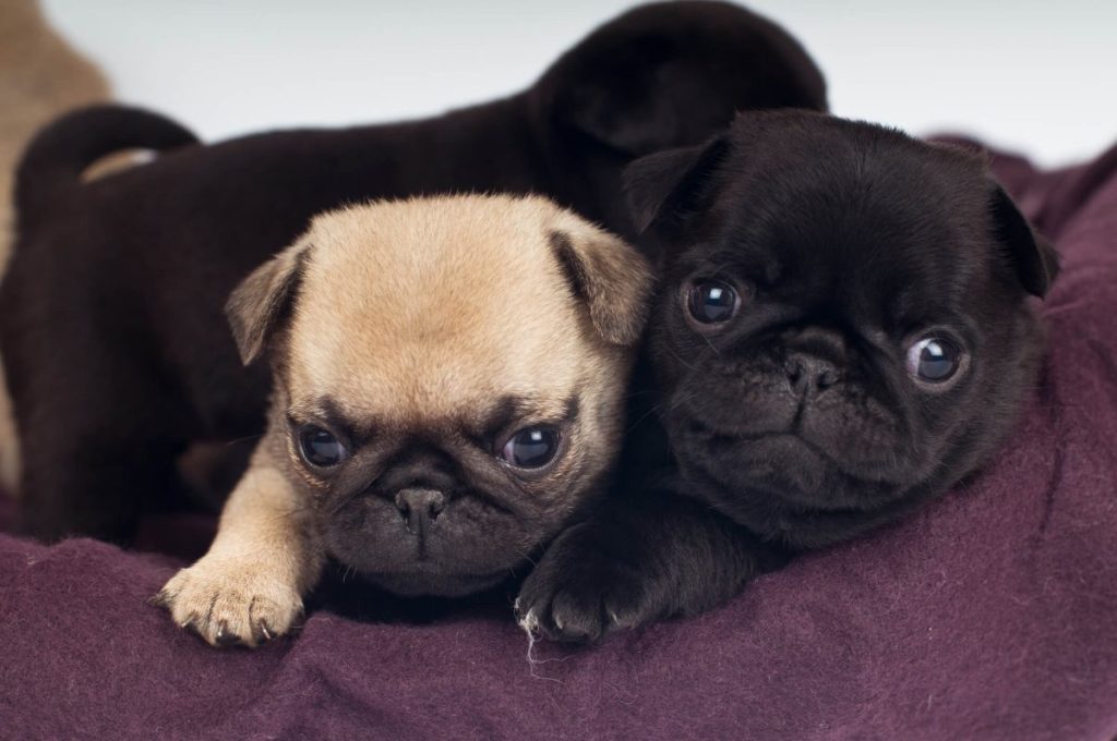 Three Pug puppies.