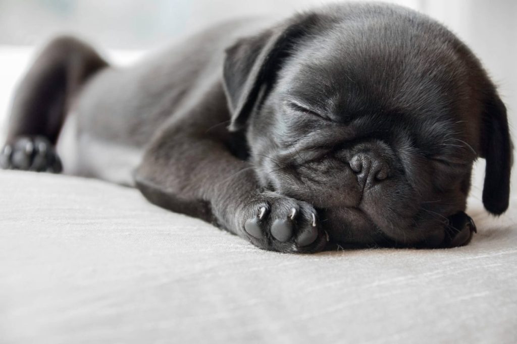 Black Pug puppy sleeping.