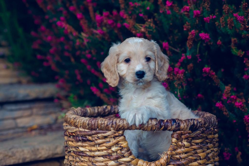 Cockapoo puppy in a basket.