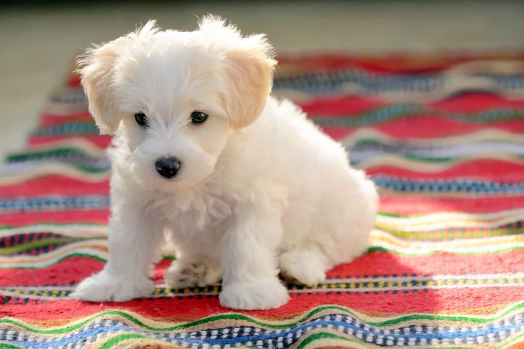 Cute Maltese puppy on a carpet.