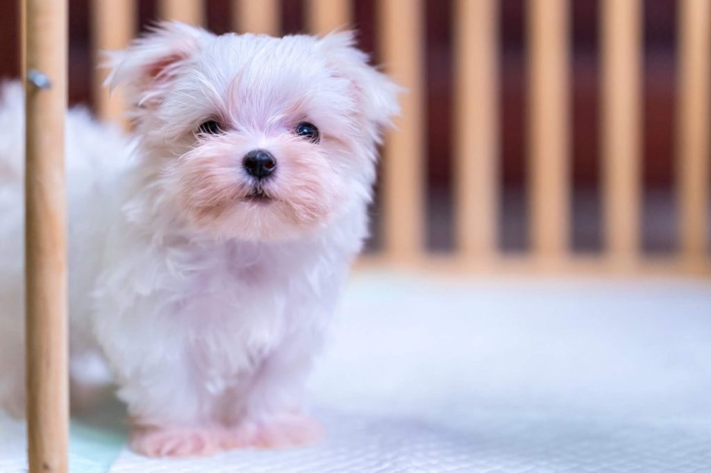 Adorable Maltese puppy.