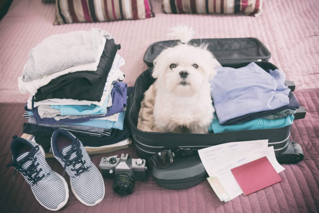 Maltese puppy sitting in a suitcase ready for travel.