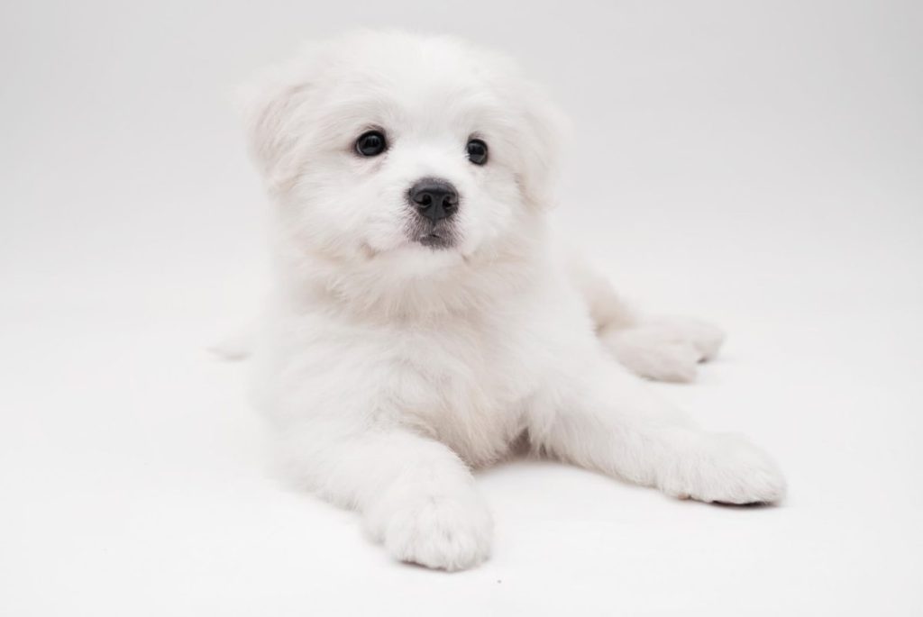 Maltese puppy against white background.