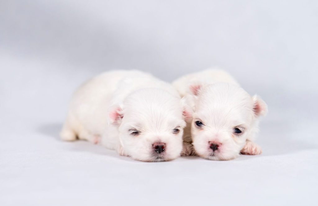 Two newborn Maltese puppies sitting on white background.