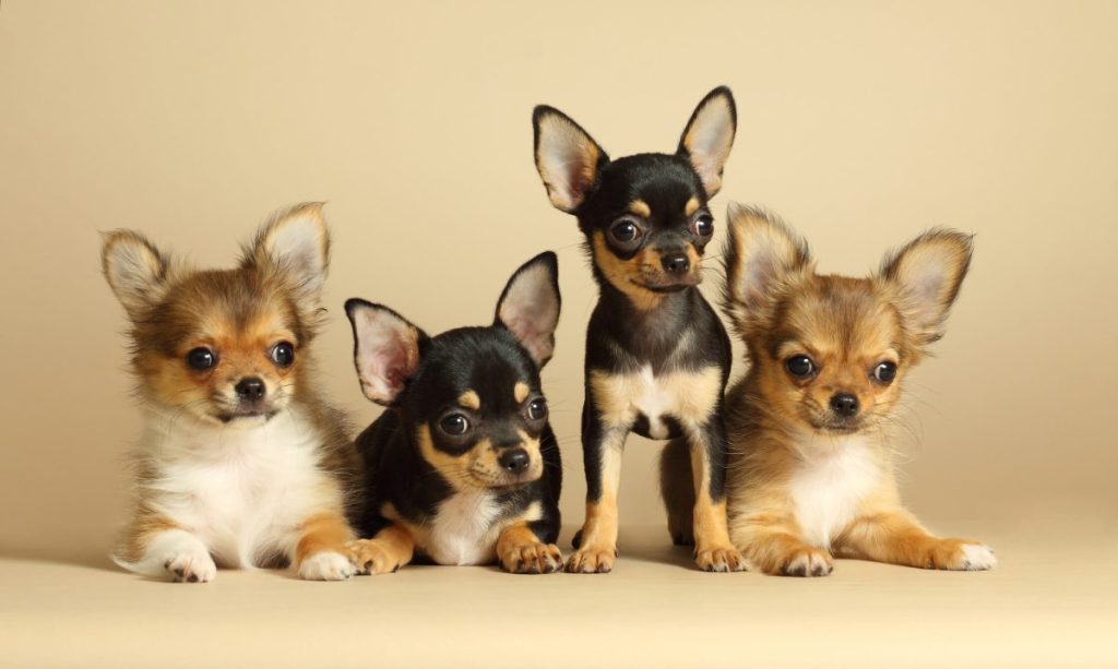 Four Chihuahua puppies.