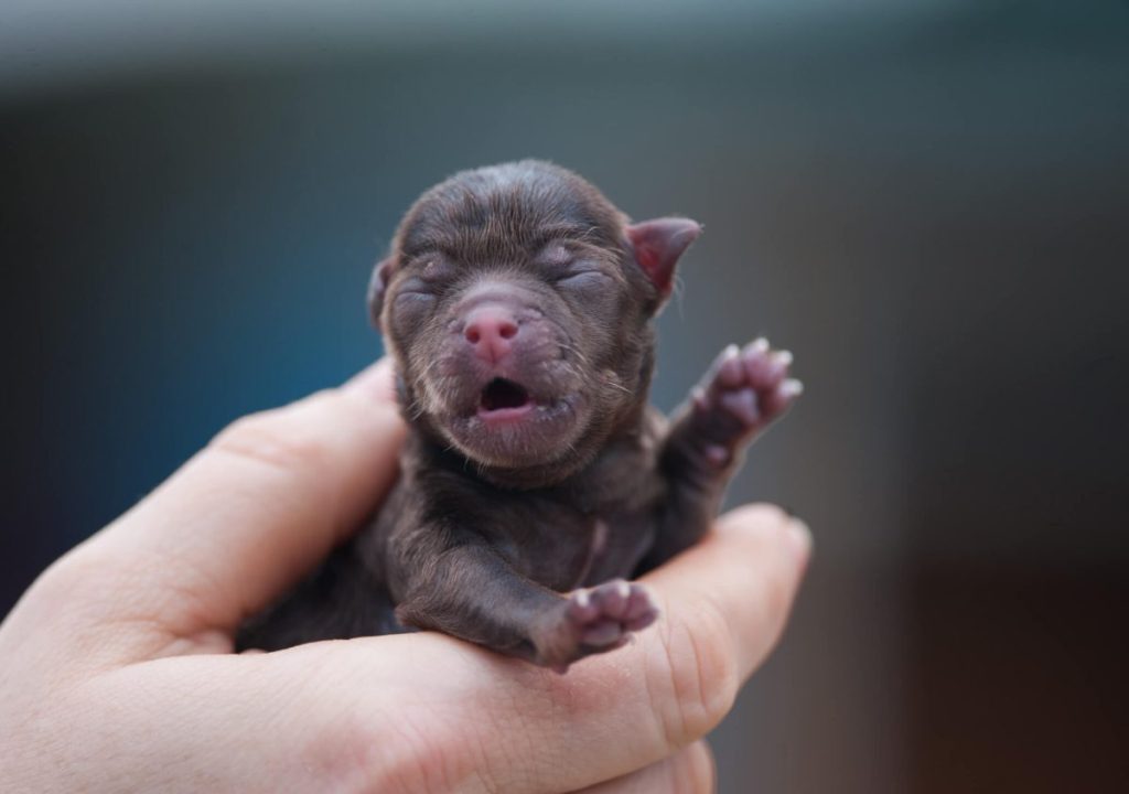 Newborn Chihuahua puppy in human’s hand.