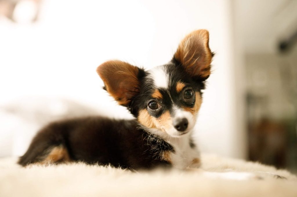 Tri-colored Chihuahua puppy.