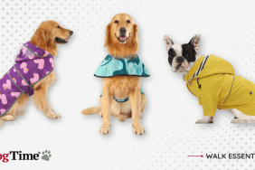 Best Dog Raincoats