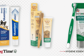 Best Dog Toothbrushes