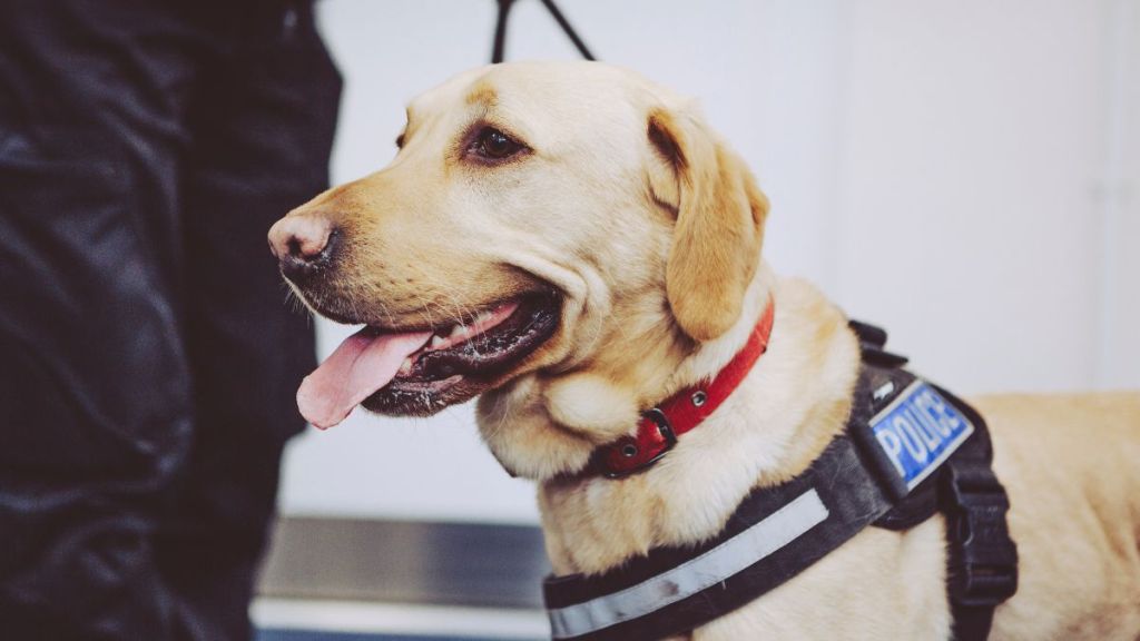 A Labrador Retriever working dog similar to the one who helped rescue a lost woman with dementia in Utah with some assistance from her barking pet dog.