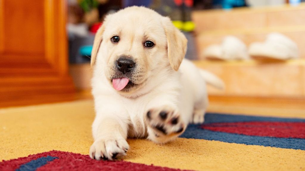 6 weeks old yellow Labrador Retriever puppy, who is a little younger than Hampton Police Department's new comfort dog, sitting on living room carpet with a paw raised in air willing to play.