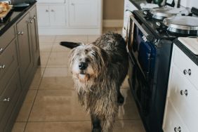 A beautiful grey adult Irish wolfhound walking through a clean, white, tiled kitchen. It walks between drawers, a kitchen island, and a stove, similar to the one a dog turned on in Colorado Springs, resulting in a house fire.