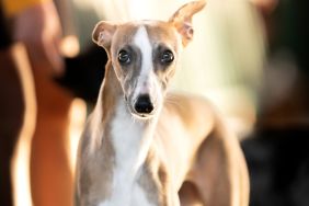 Whippet, similar to the lost dog in San Francisco, California who was cared for by a homeless man, looking straight into the camera lens.