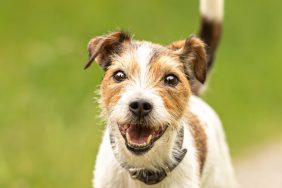 Lovely beauty Parson Russell Terrier dog stands in a green meadow in front of green background an is looking