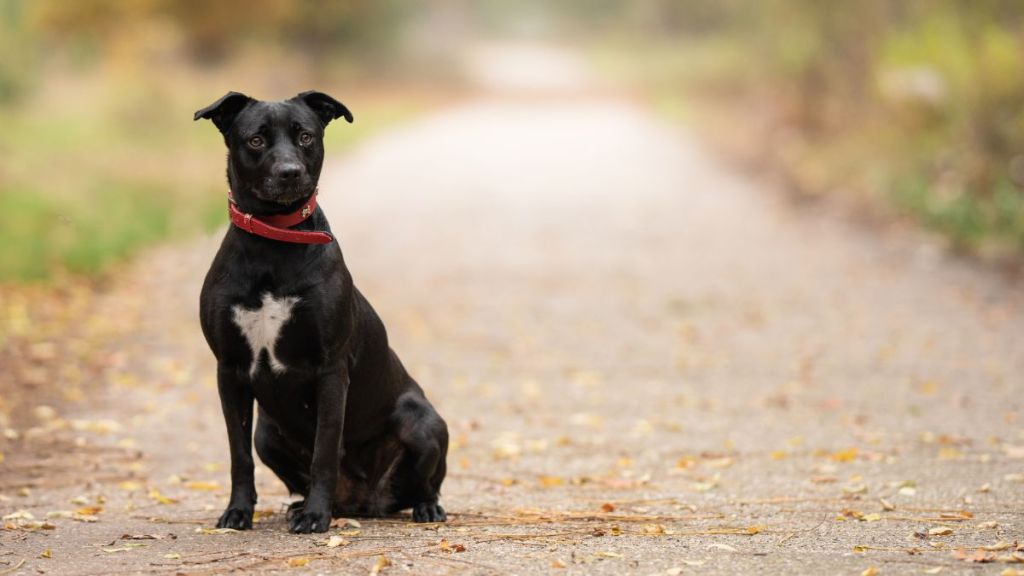 A black mixed breed dog, similar to the one who found a new forever home with the help of a viral TikTok video after being returned to the shelter after eight years with a family.