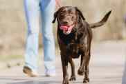A purebred chocolate Labrador Retriever, similar to one of the dogs that died due to heat stroke while under care of pet sitter in Houston, Texas, enjoying a walk outside on a sunny day in Portland Oregon in springtime.