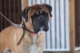 Bullmastiff dog on a leash, similar to the one found abandoned on the side of highway tied to a pole in Long Island, New York.