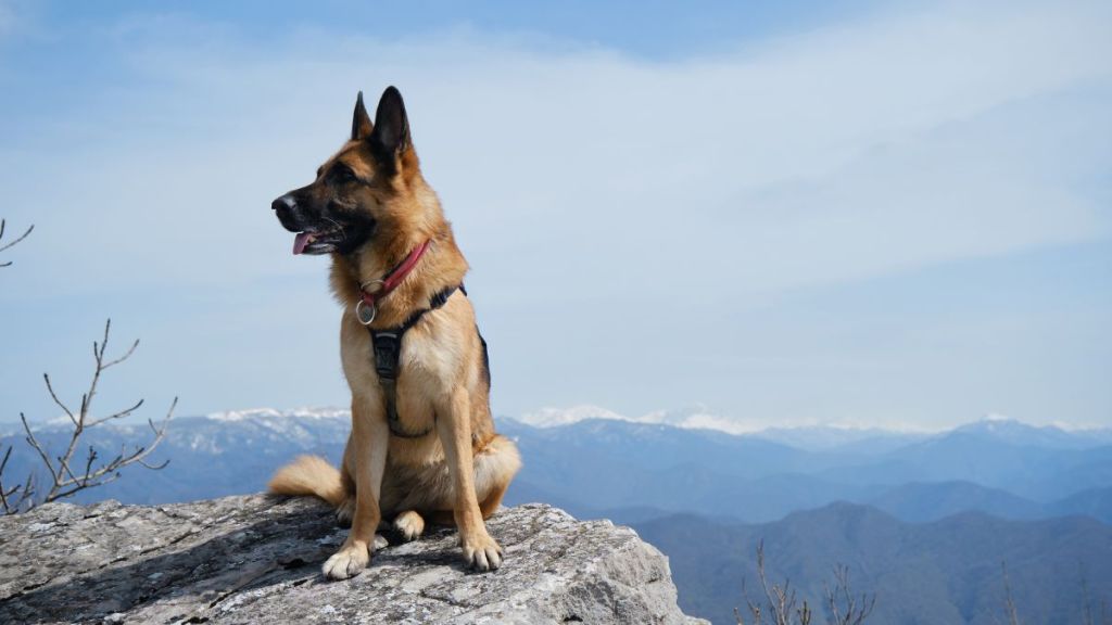 German Shepherd sits on big rock on top of cliff against background of blue sky and snowy mountain peaks on warm spring day. The dog looks similar to the one who went missing and was rescued after two weeks from the San Juan Mountains in Colorado.