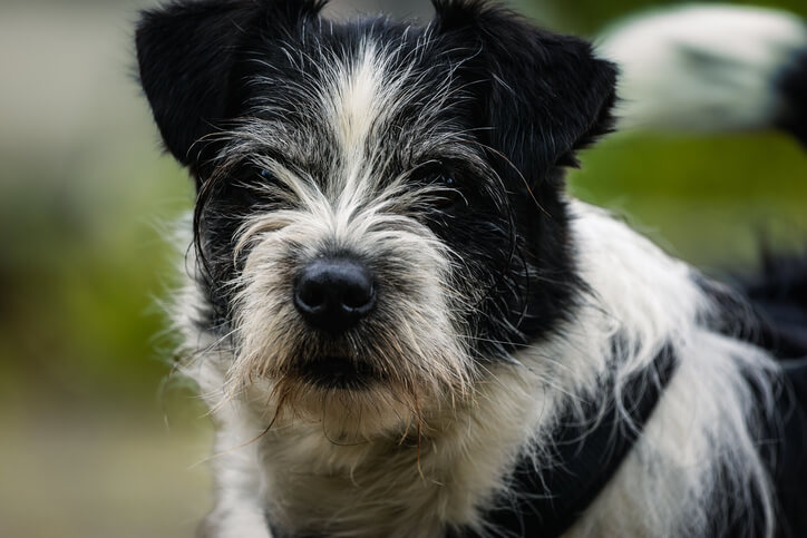 A closeup photo of a black and white wire coated Parson Russell Terrier looking at the camera