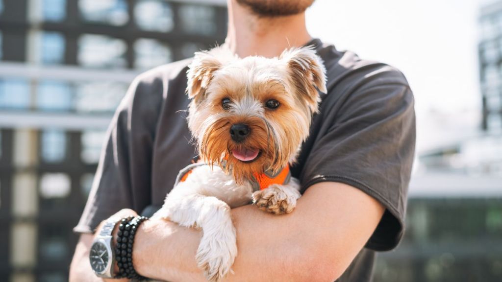 Cute Yorkie in the arms of a young man against the backdrop of a city. Small dog breeds like Yorkshire Terriers and Shih Tzus were found to be the most popular among New York City residents.