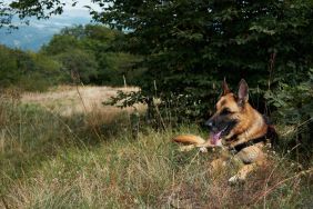 A German Shepherd, similar to the dog found with zip tied around his mouth and neck in Malibu, California, resting while walking up the mountains.