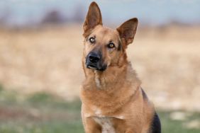 Black and Tan German Shepherd dog sitting in a field, who looks similar to the dog who spent four years in a small pen in North Carolina and recently found a loving home in New York.