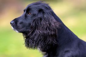 A beautiful black and white Cocker Spaniel, similar to six-legged mermaid dog, Ariel, who was recently adopted by UK surf instructors.