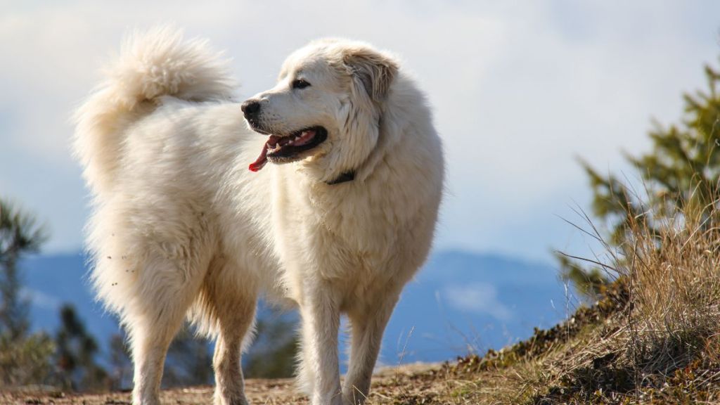 Great Pyrenees on a mountain hiking trail, similar to the one where a dog was carried down from in Oregon after he injured his paw.