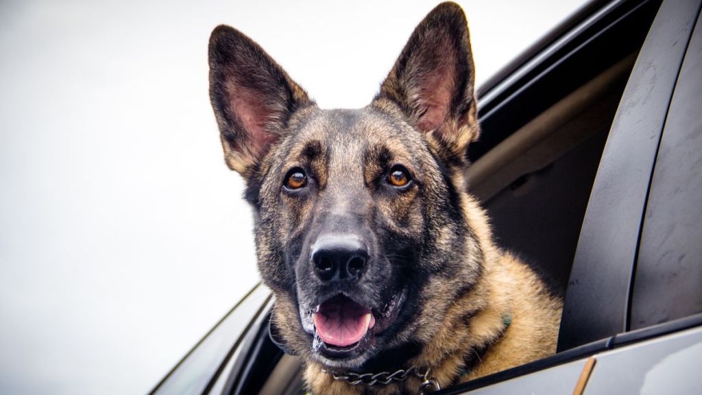 German Shepherd dog, similar to the one saved and adopted by a police officer in Indiana, leaning out of a car window.