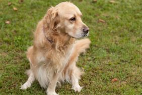 Beautiful Golden Retriever with only 3 legs, similar to some of the dogs at the Tri-Pawed Picnic in San Francisco, California, which broke record for largest gathering of three-legged canines.