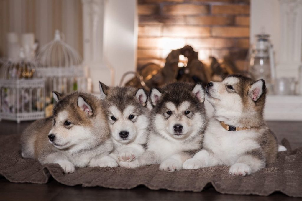 Four Alaskan Malamute puppies.