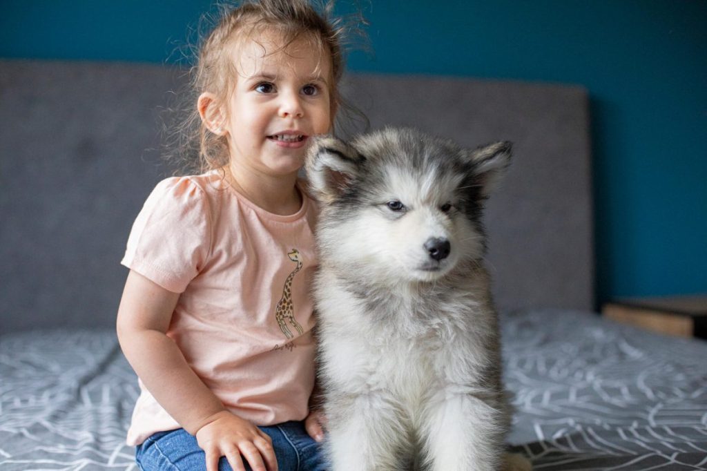 Little girl with Alaskan Malamute puppy.