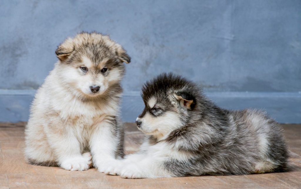 Two Alaskan Malamute puppies.