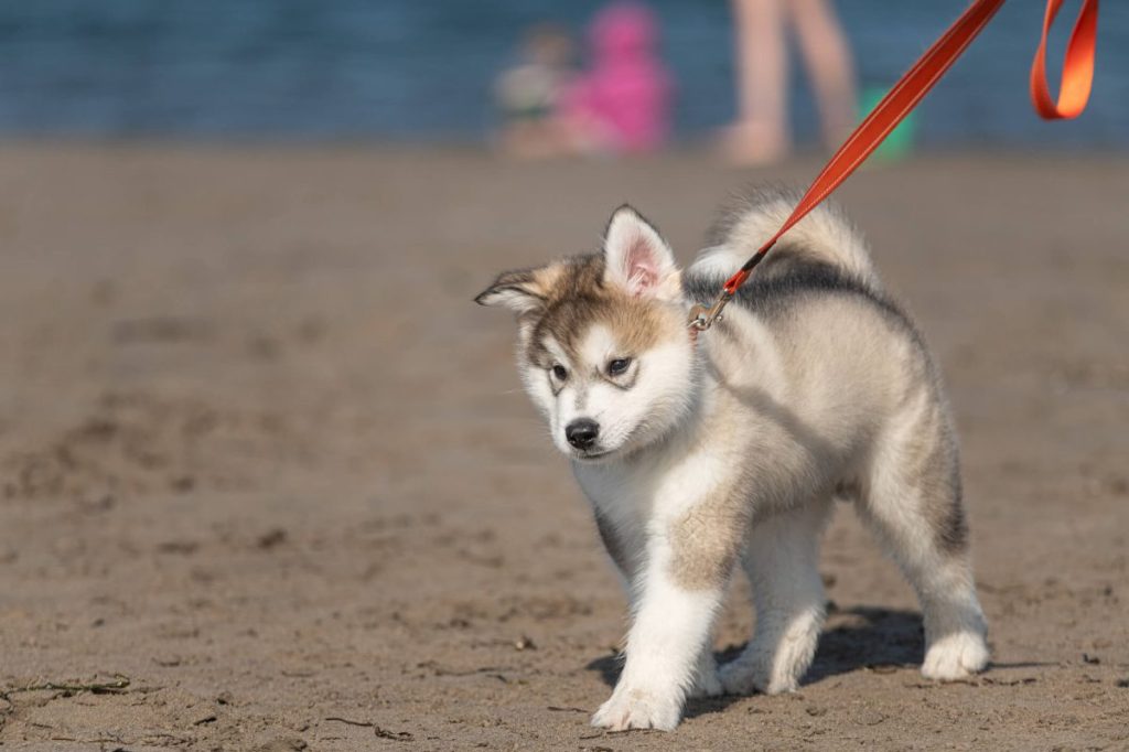 Alaskan Malamute puppy walking at the beach with a leash.