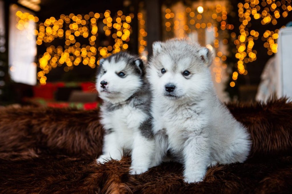 Two Alaskan Malamute puppies.