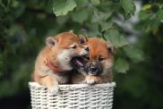 Two Shiba Inu puppies in a basket.