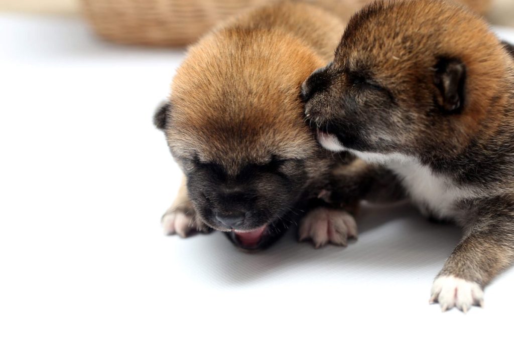 Two newborn Shiba Inu puppies.