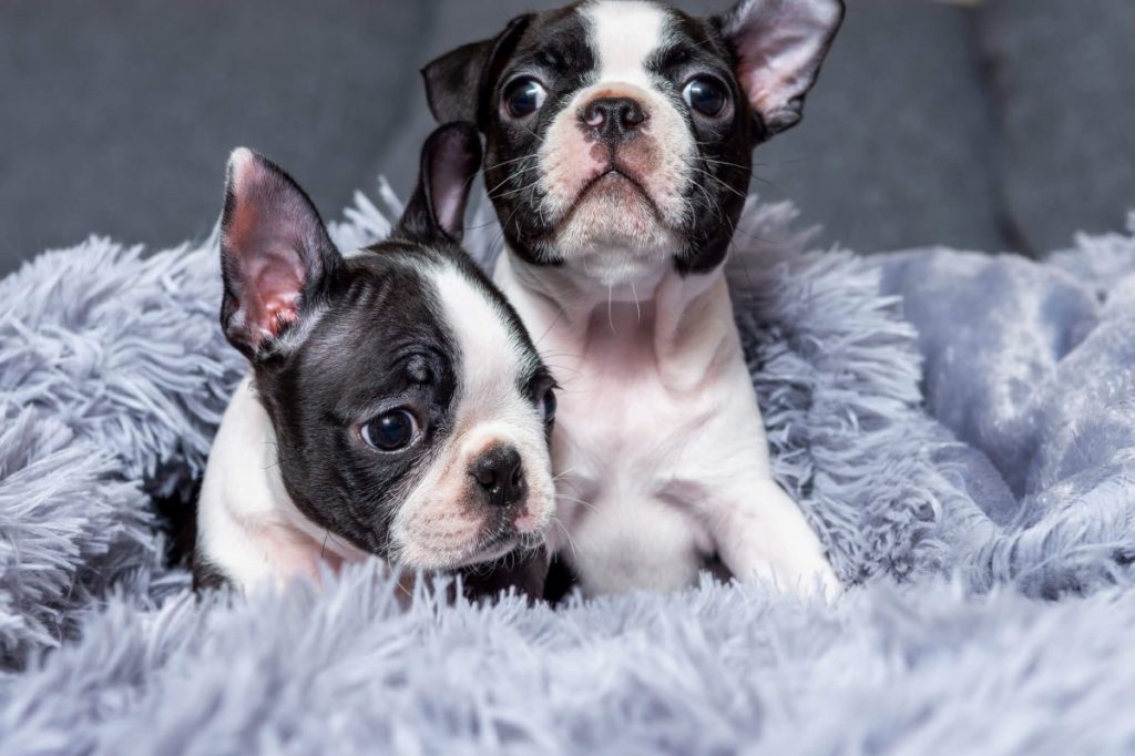 Two Boston Terrier puppies.