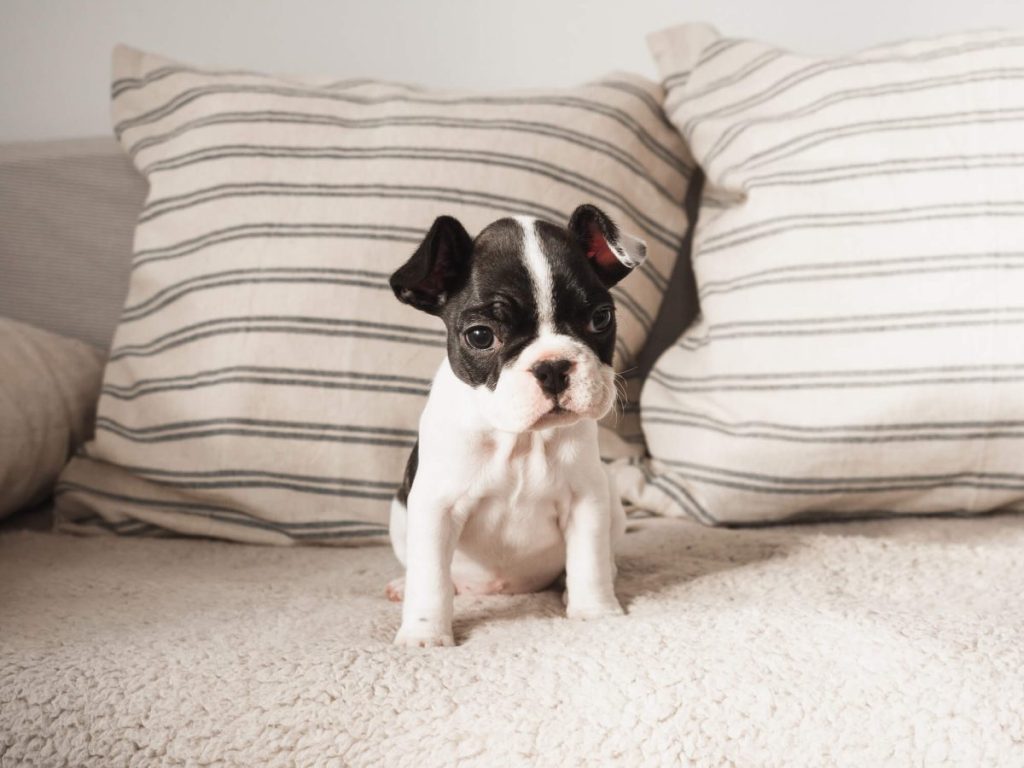 Boston Terrier puppy on a couch.