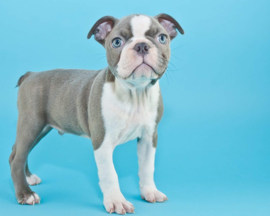 Blue Boston Terrier puppy against blue background.