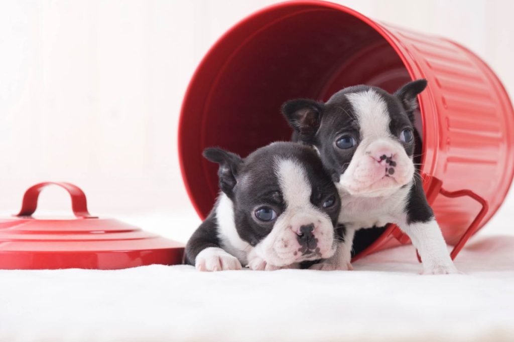 Two Boston Terrier puppies.