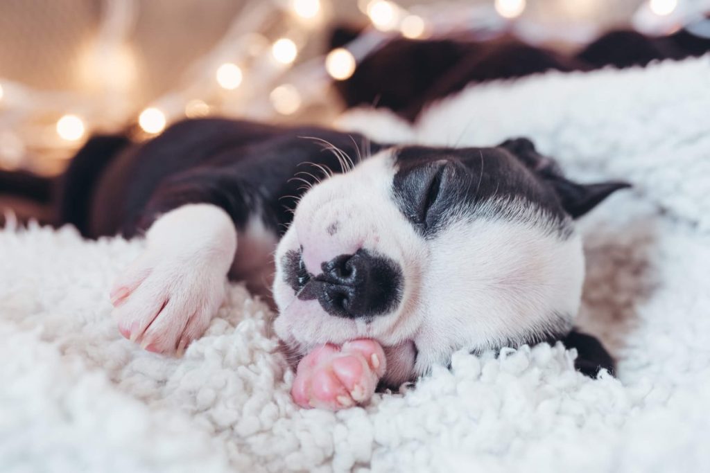 Cute Boston Terrier puppy sleeping.