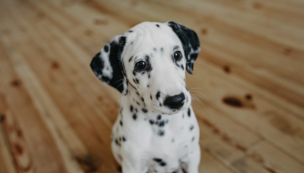 Dalmatian puppy at home.