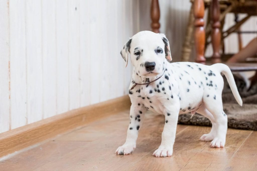 Young Dalmatian dog at home.