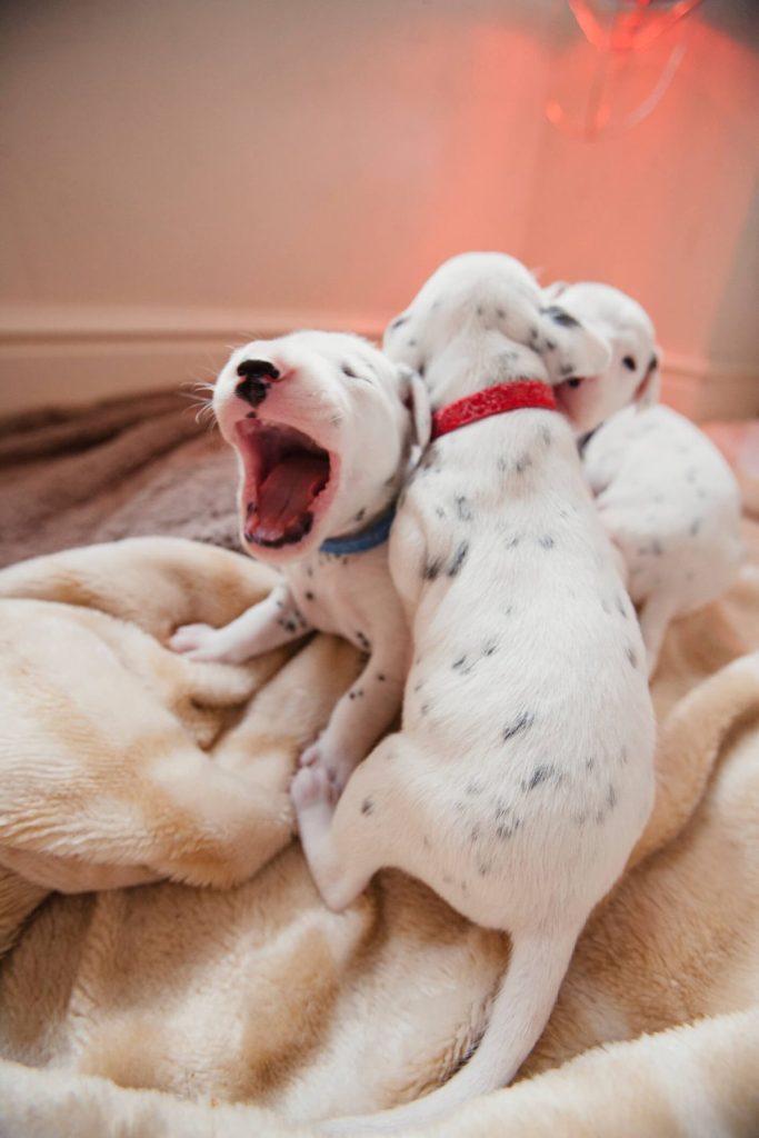 Newborn Dalmatian puppies.