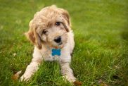 Goldendoodle puppy in the grass.